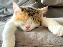 前足を伸ばして眠る生後４ヶ月のネコ→６歳になった結果…悶絶級の『愛おしい寝相』に「かわいいが渋滞しすぎてる」「握手したくなる」と絶賛