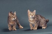 幸運をもたらすと言われる『多指症の猫』とは？興味深い5つの豆知識やエピソードもご紹介