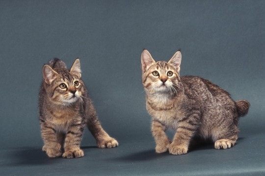 幸運をもたらすと言われる『多指症の猫』とは？興味深い5つの豆知識やエピソードもご紹介