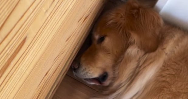 気持ちよさそうに『犬』が眠っていると、壁の向こう側から『猫』が…爆笑の展開が815万再生「電車で吹いちゃったｗ」「めちゃくちゃ笑える」