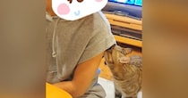 半年ぶりに遊びに来た姪っ子ちゃん→猫が匂いチェックし始めて…次の瞬間『思いもよらない行動』に「あからさまｗ」「爆笑」と12万再生