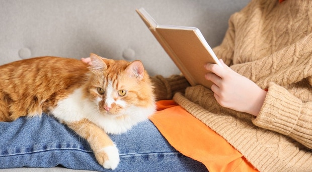 本を読む女性の膝にのる茶白猫