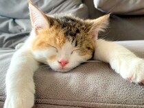 前足を伸ばして眠る生後４ヶ月のネコ→６歳になった結果…悶絶級の『愛おしい寝相』に「かわいいが渋滞しすぎてる」「握手したくなる」と絶賛