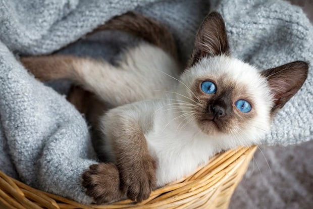 シャムの子猫