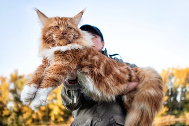 持ち上げられているメインクーンの猫