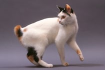 『純血種の猫』に関する豆知識4つ　どのくらい種類がいるの？国内には存在する？