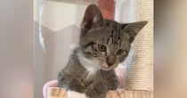 『子猫が鳴いている』と思い振り返ると…『まさかの体勢』が可愛すぎると13万再生「はまっちゃったのかなｗ」「後ろ足がかわええ」