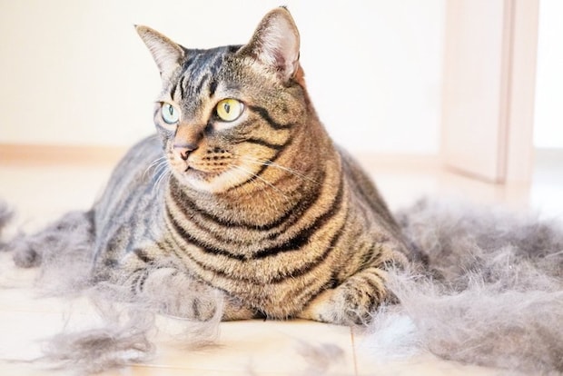 抜け毛まみれの猫