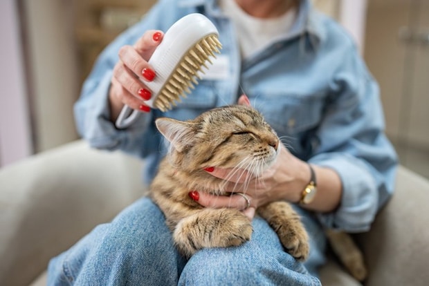 ブラッシングされている猫