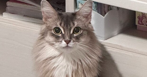 床に置いていたサプリメント→猫がやって来ると……想定外の『かわいい瞬間』に３万いいね「通っちゃうｗ」「おすすめあるかな」と反響