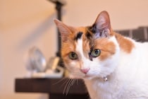 猫が『初対面の人』に取りがちな行動4選　仲良くなるための応え方も