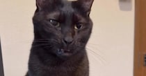 『あくびしないの』と聞かれた黒猫→次の瞬間…普段とは違う『まさかすぎる口の動き』が96万再生「スッキリしないｗ」「大爆笑」「ニヤけたｗ」