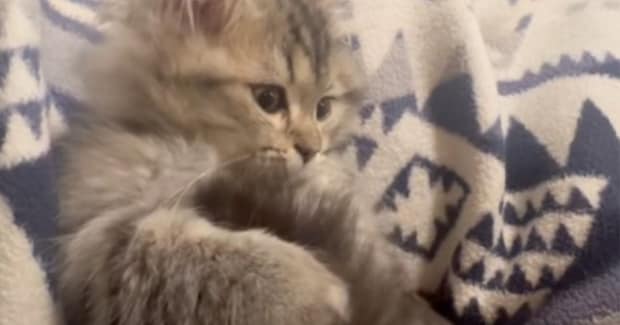 自分のしっぽで遊んでいた子猫→『肉球をマッサージ』されると…たまらなく可愛い光景が13万再生「幸せが詰まっとる」「ふわふわの天使だ」