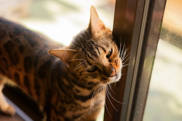 窓枠でスリスリするベンガル猫