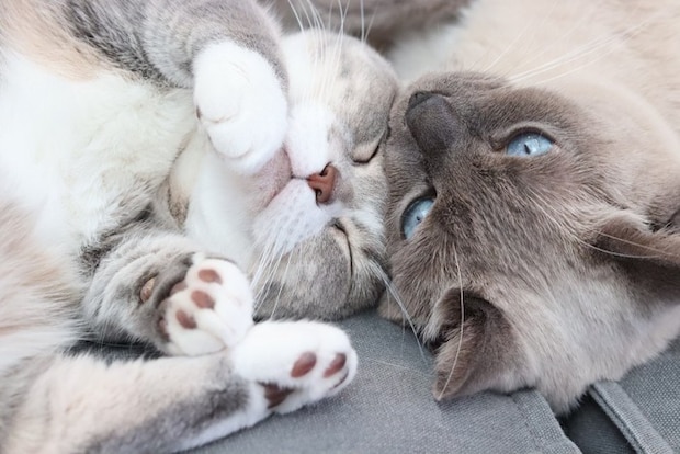 ソファで顔を寄せ合う2匹の猫