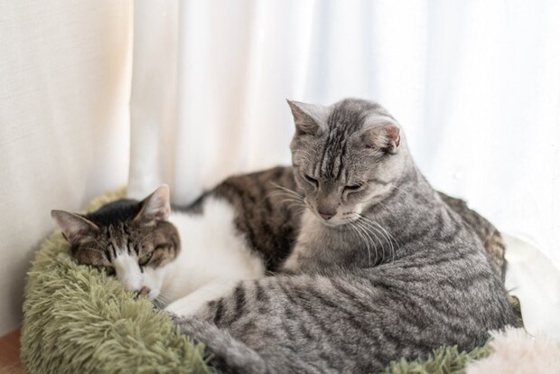 窓辺でくつろぐ二匹の猫