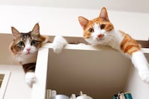 猫の『多頭飼い』で直面しやすい悩みごと3つ　トラブルを減らすためにできる工夫とは