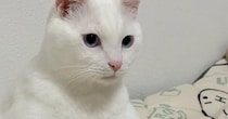 『ふー…』くつろいでいた白猫を見たら→猫とは思えない『とんでもない体勢』に爆笑の声続出「おっさんがおるｗ」「全開で笑ったｗｗ」
