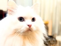 真っ白な元捨て猫→ママが『オヤツを食べるか』尋ねると…あまりにも『愛おしい行動』に反響「まさか、猫の仮面を被った犬」「返事たまらん」