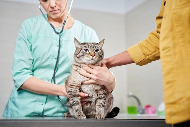 診察を受ける猫