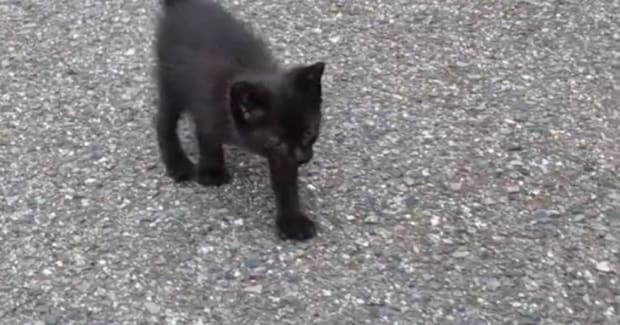 一生懸命あとをついて来た『ひとりぼっちの小さな黒猫』→家族になってから３か月…見違える変化に感動の声「出会えてよかった」「幸せだね」