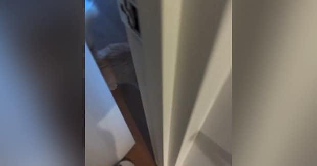 甘えん坊の猫→飼い主さんが部屋のドアを開けた、次の瞬間…まさかの『クセが強すぎるお出迎え』が80万再生「めっちゃ可愛いｗ」「本当に天使」