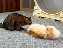 兄におしりを嗅がれるのが嫌いなネコ→怒られてもやめなかった結果…『まるでマンガのような光景』に爆笑「ゲラゲラ笑った」「なかなかのバトル」