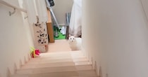 朝起きると、階段下で待っていた猫→『おはようを言いに来たの？』と聞いてみたら…尊い瞬間に「お兄ちゃん大好きなんだね」「律儀」と14万再生