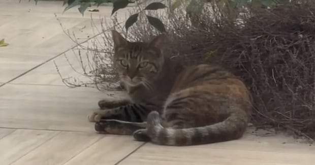 毎日中庭に来るようになった『野良子猫』を家族に迎えた結果…３年間の軌跡に「涙が止まらない」「顔つきが優しくなった」と感動の声続出