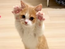 立ち上がる『赤ちゃんネコ』→前足を上げたと思ったら…あまりにも"天使すぎる瞬間"が55万再生「しんどいレベルで可愛い」「小さいライオン」