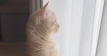 窓のほうを見つめるネコ→飼い主さんに『名前を呼ばれる』と、小さな声で…可愛すぎる『お返事の瞬間』が17万再生「嬉しいね」「たまらん」