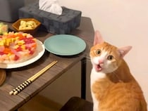 旦那さんの誕生日会→ネコが最初に食卓に座って…『まるで人間の子供のような行動』が15万再生「どんな時でも主役はネコ様」「お利口さん」