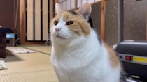 ひとり遊びの最中に『テレビが気になった三毛猫』→映っていたのは…可愛すぎる瞬間に「真剣な顔がかわいい」「めっちゃ姿勢の良い猫背」の声