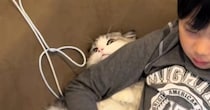 ゲームに夢中な男の子→猫の首に腕を乗せてしまった結果…『まさかの展開』が素敵すぎると252万再生「可愛すぎて無理ｗｗ」「愛を感じた」