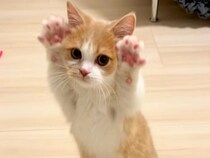 立ち上がる『赤ちゃんネコ』→前足を上げたと思ったら…あまりにも"天使すぎる瞬間"が55万再生「しんどいレベルで可愛い」「小さいライオン」