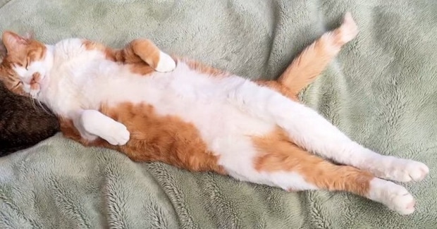 体をピンと伸ばして眠っていた猫→よく見てみると……思わず『目を疑う光景』が55万表示「100点満点の寝姿」「私も仲間に入りたい」
