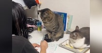 お姉ちゃんが勉強をしていると、近くで『2匹の猫』が……笑わずにはいられない光景が11万再生「めっちゃガン見されてるｗ」「圧がすごいｗ」