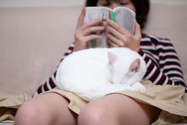 人のひざの上で寝る猫