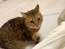 初めてコタツを見たネコ→警戒してしまい…予想とは違う『意外なリアクション』が話題「思ってたんと違う反応ｗｗｗ」「暖かくて最高なんやで」