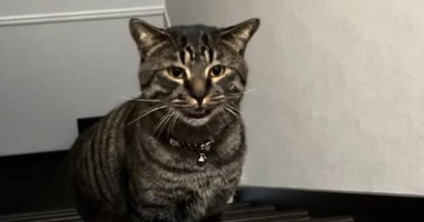 夜中に『助けを求めてきた猫』→何かあったのかと思ったら……『まさかの展開』が80万再生「言いつけに来たのかな」「平和でよかったw」