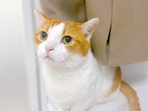 『猫の毛を取ったコート』をお風呂場にかけた結果→出かける前に見てみると…『まさかの光景』が116万表示「振り出しに戻っちゃったねｗ」