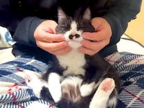 甘えん坊な白黒ネコ→膝の上に乗せた結果…まるで液体？『完全に脱力している様子』に反響「フワフワのぬいぐるみみたい」「ホントに面白い」