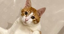 ふと『バスタブの中』を見ると、ネコが……まさかの体勢と大きさに「サイズ感に笑ってしまったｗ」「人が入ってる？ｗ」と2万7000いいね