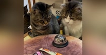 おやつが欲しい猫→目の前にあった『ベル』に触れると…可愛すぎて笑ってしまう光景が171万再生「ギリギリを攻めてからのｗ」「声出た」
