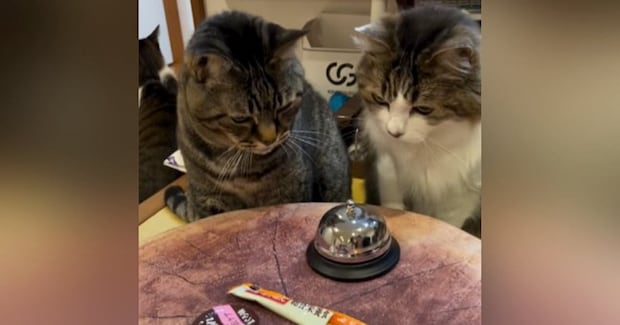 おやつが欲しい猫→目の前にあった『ベル』に触れると…可愛すぎて笑ってしまう光景が171万再生「ギリギリを攻めてからのw」「声出た」