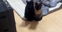 ストーブをつけると、『2匹の猫』がすぐにやって来て……『可愛すぎる瞬間』に「くっついて並んでるｗ」「近い順に焦げてて笑った」と反響