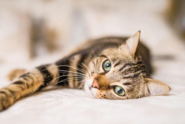 寝ている猫