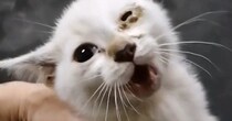 車のボンネットに『閉じ込められていた子猫』を保護→『４年』が経つと…「誰！ｗ」同じ猫とは思えないビフォーアフターに「ラスボス感ｗ」の声