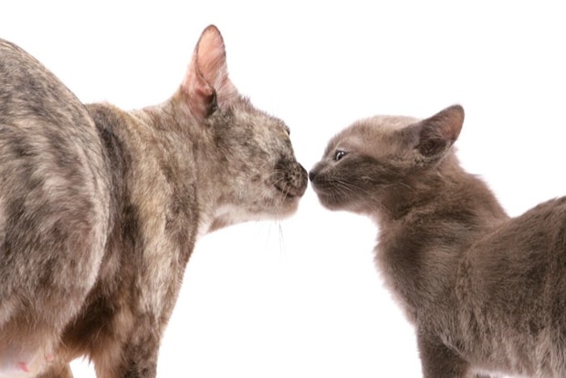 鼻を付ける2匹の猫