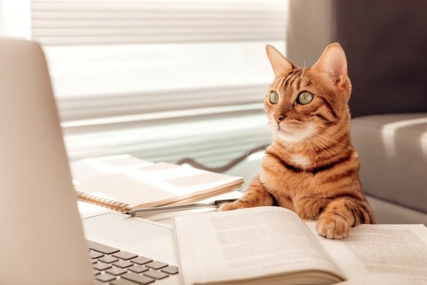 PCをする猫